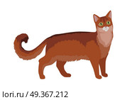 Somali Cat Vector Flat Design Illustration. Somali cat breed. Cute fluffy red cat standing flat vector illustration isolated on white background. Purebred pet. Domestic friend and companion animal. For pet shop ad, hobby concept, breeding. Somali Cat Vector Flat Design Illustration. Стоковая иллюстрация, агентство Ingram Publishing / Фотобанк Лори