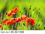Wonderful poppy field in late may. Red poppies flowers blossom on wild field. Natural drugs. Opium poppy, botanical plant, ecology. Opium red poppy flowers, botanical plant. Стоковое фото, агентство Ingram Publishing / Фотобанк Лори