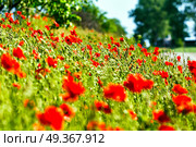 Wonderful poppy field in late may. Red poppies flowers blossom on wild field. Natural drugs. Opium poppy, botanical plant, ecology. Red poppies flowers blossom on wild field. Natural drugs. Стоковое фото, агентство Ingram Publishing / Фотобанк Лори