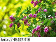 Purple acacia tree blooming background. Pink Robinia flowers close up. Violet pseudoacacia blossoms. Purple acacia tree blooming. Pink Robinia flowers . Стоковое фото, агентство Ingram Publishing / Фотобанк Лори
