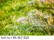 Spring landscape, field of feather grass. Mat grass on a hot summer sultry day. Spring landscape, field of feather grass. Стоковое фото, агентство Ingram Publishing / Фотобанк Лори
