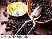 Bowl of juniper berries. Pile of dry juniper berries prepared for healing teas and extracts. Стоковое фото, агентство Ingram Publishing / Фотобанк Лори