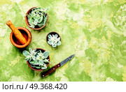 Euphorbia - an ancient means of folk medicine. Wild medicinal plant spurge, used in folk medicine. Стоковое фото, агентство Ingram Publishing / Фотобанк Лори