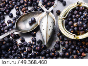 Pile of dry juniper berries. Pile of dry juniper berries prepared for healing teas and extracts. Стоковое фото, агентство Ingram Publishing / Фотобанк Лори