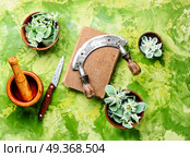 Euphorbia - an ancient means of folk medicine. Wild medicinal plant spurge, used in folk medicine. Стоковое фото, агентство Ingram Publishing / Фотобанк Лори