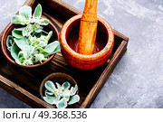 Euphorbia - an ancient means of folk medicine. Wild medicinal plant spurge, used in folk medicine. Стоковое фото, агентство Ingram Publishing / Фотобанк Лори
