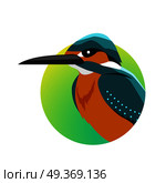 Kingfisher Flat Design Vector Illustration. Kingfisher vector. Predatory birds wildlife concept in flat style design. Tropical fauna illustration for prints, posters, childrens books illustrating. Beautiful kingfisher bird seating isolated on white. Стоковая иллюстрация, агентство Ingram Publishing / Фотобанк Лори