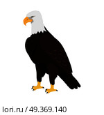 Bald Eagle Flat Design Vector Illustration. Bald eagle vector. Predatory birds wildlife concept in flat style design. North America fauna illustration. Picture for national symbolics, encyclopedia, books illustrating. Isolated on white. Стоковая иллюстрация, агентство Ingram Publishing / Фотобанк Лори