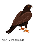 Hawk Flat Design Vector Illustration. Hawk vector. Predatory birds wildlife concept in flat style design. World fauna illustration for prints, posters, childrens books illustrating. Beautiful hawk seating on brunch isolated on white. Стоковая иллюстрация, агентство Ingram Publishing / Фотобанк Лори