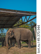 elephants in Chitwan National Park in Nepal. Стоковое фото, агентство Ingram Publishing / Фотобанк Лори