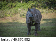 Rhino in Chitwan National Park in Nepal. Стоковое фото, агентство Ingram Publishing / Фотобанк Лори