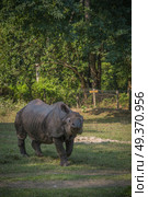 Rhino in Chitwan National Park in Nepal. Стоковое фото, агентство Ingram Publishing / Фотобанк Лори