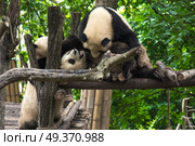 pandas live in a reserve in Chengdu. China. Стоковое фото, агентство Ingram Publishing / Фотобанк Лори