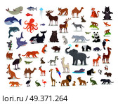 Big set of wild animals cartoon vectors. African, Australian, Arctic, Asian, South and North American fauna predators and herbivorous species.  Aquatic animals, fishes, tropical birds isolated icons  . Big Set of World Animal Species Cartoon Vectors . Стоковая иллюстрация, агентство Ingram Publishing / Фотобанк Лори
