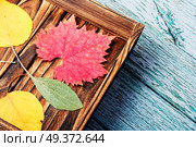 A wooden box with fallen autumn foliage. Herbarium.. Pressed dried herbarium. Стоковое фото, агентство Ingram Publishing / Фотобанк Лори