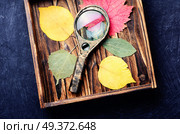Herbarium of autumn foliage and a magnifying glass. Pressed dried herbarium. Стоковое фото, агентство Ingram Publishing / Фотобанк Лори