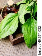 Leaf of greater plantain in a box with a mortar and mixture.Plantago lanceolata. Green plantain plantago. Стоковое фото, агентство Ingram Publishing / Фотобанк Лори