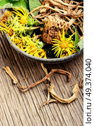 Medicinal raw materials from roots and rhizomes of inula.Herbs medicine flowers. Root and flowers of inula. Стоковое фото, агентство Ingram Publishing / Фотобанк Лори