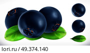 Blueberry. Fresh fruit 3d realistic vector icon. Стоковая иллюстрация, агентство Ingram Publishing / Фотобанк Лори