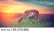 Group rutting red deer on the Veluwe, Netherlands. Стоковое фото, агентство Ingram Publishing / Фотобанк Лори