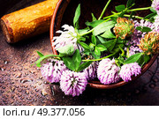 Clover or trefoil flower medicinal herbs.Healing herbs. Healing plant clover. Стоковое фото, агентство Ingram Publishing / Фотобанк Лори