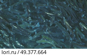 Lot of trout fish in farm pond. Стоковое видео, видеограф Михаил Коханчиков / Фотобанк Лори
