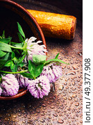 Clover or trefoil flower medicinal herbs.Healing herbs. Healing plant clover. Стоковое фото, агентство Ingram Publishing / Фотобанк Лори