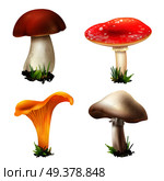 Realistic mushrooms set of four isolated images with ingrown boletus girolle champignon and fly agaric vector illustration. Realistic Forest Mushrooms Collection. Стоковая иллюстрация, агентство Ingram Publishing / Фотобанк Лори