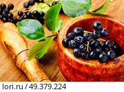Aronia melanocarpa or black chokeberry with leaves.Herbalism. Chokeberry with leaf. Стоковое фото, агентство Ingram Publishing / Фотобанк Лори