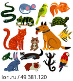 Pets set of colorful icons with cat and dog, fishes, rodents, parrots and reptiles isolated vector illustration . Pets Colorful Icons Set. Стоковая иллюстрация, агентство Ingram Publishing / Фотобанк Лори