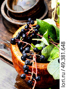 Aronia melanocarpa or black chokeberry with leaves.Herbalist. Chokeberry with leaf. Стоковое фото, агентство Ingram Publishing / Фотобанк Лори