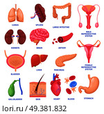Set of human internal organs including brain, heart, liver, spleen, kidneys, reproductive system, skin isolated vector illustration . Human Internal Organs Set. Стоковая иллюстрация, агентство Ingram Publishing / Фотобанк Лори
