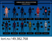Human body internal organs circulatory nervous and skeletal systems anatomy and physiology flat educative infographics vector illustration. Human Body Infographics. Стоковая иллюстрация, агентство Ingram Publishing / Фотобанк Лори