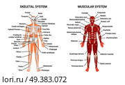 Muscular and skeletal systems anatomy chart complete educative guide poster displaying human figure from front vector illustration . Human Muscular Skeletal Systems Poster. Стоковая иллюстрация, агентство Ingram Publishing / Фотобанк Лори