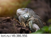 Large tree lizards of the Iguan family in nature. Стоковое фото, агентство Ingram Publishing / Фотобанк Лори