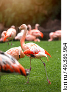 pink flamingos walk on a green glade. Стоковое фото, агентство Ingram Publishing / Фотобанк Лори