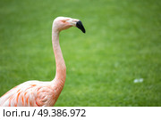 pink flamingos walk on a green glade. Стоковое фото, агентство Ingram Publishing / Фотобанк Лори