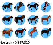 Horses colourful collection in blue circles on white. Vector poster of various types of black, brown, with and without spots steeds with thick manes standing on four and two legs in flat style. Horses Colourful Banner in Blue Circles on White. Стоковая иллюстрация, агентство Ingram Publishing / Фотобанк Лори