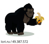 Gorilla cartoon character. Funny big ape with banana in hand flat vector isolated on white. African fauna. Gorilla icon. Wild animal illustration for zoo ad, nature concept, children book illustrating. Gorilla Cartoon Icon in Flat Design. Стоковая иллюстрация, агентство Ingram Publishing / Фотобанк Лори