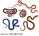 Set of serpents in different colors on white background. Vector illustration of various vipers blue with spots, checkered brown and maroon, yellow in circle, red in yellow and black stripes.. Set of Serpents in Different Colors in Flat Style. Стоковая иллюстрация, агентство Ingram Publishing / Фотобанк Лори