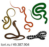 Curved slither pythons and venomous snakes icons set. Creeping colorful tropical snakes vectors isolated on white background. Crawling poisonous reptiles illustration for wild nature concepts, zoo ad. Slither Snakes Top View Vector Icons Set. Стоковая иллюстрация, агентство Ingram Publishing / Фотобанк Лори