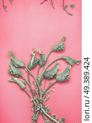 Green calla flowers bunch on pink background, floral flat lay. Стоковое фото, агентство Ingram Publishing / Фотобанк Лори