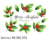 Christmas holly branches realistic illustrations set. Green holly twigs with red berries. Merry Christmas hand drawn lettering. Holiday decorative plant. Poster design elements. Isolated vector. Christmas holly branches realistic illustrations set. Стоковая иллюстрация, агентство Ingram Publishing / Фотобанк Лори