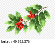 Christmas holly tree branch realistic illustration. Xmas decorative plant. Green holly twig with leaves and red berries. Ilex Aquifolium branch. Greeting card design element. Color isolated vector. Christmas holly tree branch realistic illustration. Стоковая иллюстрация, агентство Ingram Publishing / Фотобанк Лори