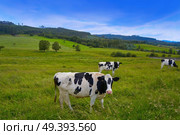 Friesian cows in Asturias meadow of Spain. Стоковое фото, агентство Ingram Publishing / Фотобанк Лори