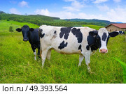 Friesian cows in Asturias meadow of Spain. Стоковое фото, агентство Ingram Publishing / Фотобанк Лори