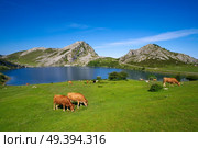Enol lake at Picos de Europa in Asturias of Spain. Стоковое фото, агентство Ingram Publishing / Фотобанк Лори