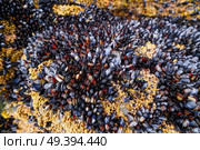 Percebes barnacles seafood in Ribadeo Galicia of Lugo Spain. Стоковое фото, агентство Ingram Publishing / Фотобанк Лори