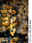 Percebes barnacles seafood in Ribadeo Galicia of Lugo Spain. Стоковое фото, агентство Ingram Publishing / Фотобанк Лори