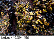 Percebes barnacles seafood in Ribadeo Galicia of Lugo Spain. Стоковое фото, агентство Ingram Publishing / Фотобанк Лори
